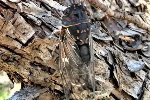 Southern Piñon Sun-Singer