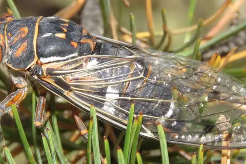 Orange-and-black Cicada