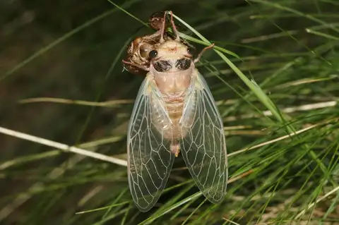 Corrupted Sun-Singer