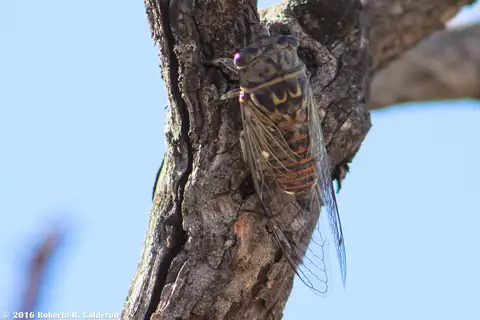 Texas Dog-day Cicada