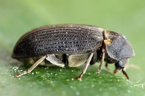 Hadrobregmus pertinax