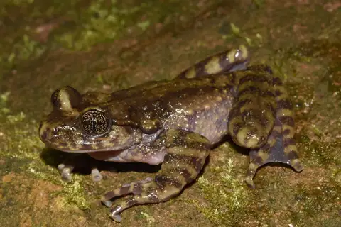 Natal Ghost Frog