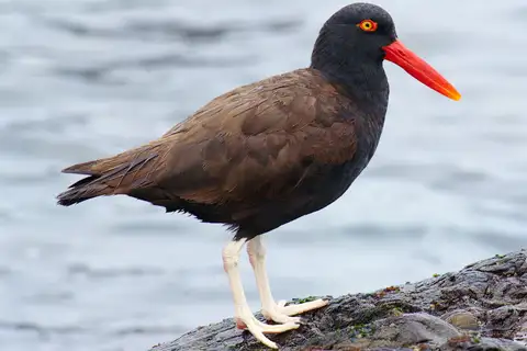 Blackish Oystercatcher