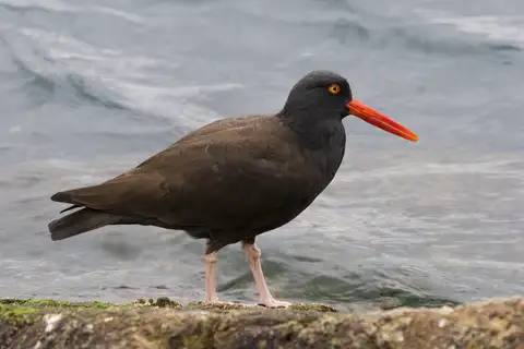 Black Oystercatcher
