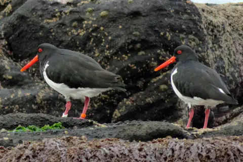 Chatham Islands Oystercatcher