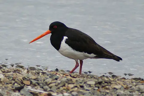 South Island Oystercatcher