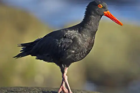 Sooty Oystercatcher