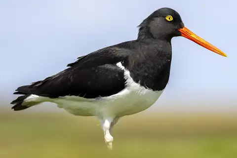 Magellanic Oystercatcher
