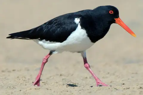Pied Oystercatcher