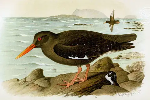 Canary Islands Oystercatcher