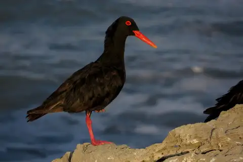 African Oystercatcher