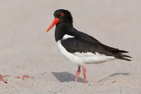 Eurasian Oystercatcher