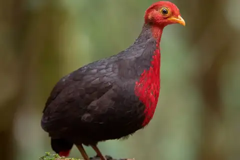 Crimson-headed Partridge