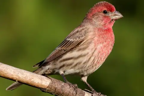 House Finch
