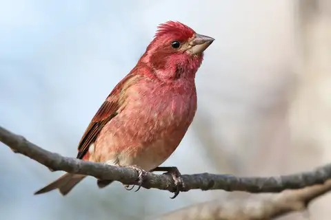 Purple Finch