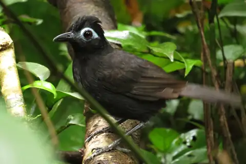 Sooty Antbird