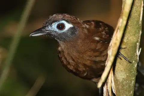 Blue-lored Antbird