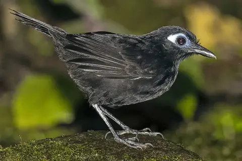 Zeledon's Antbird