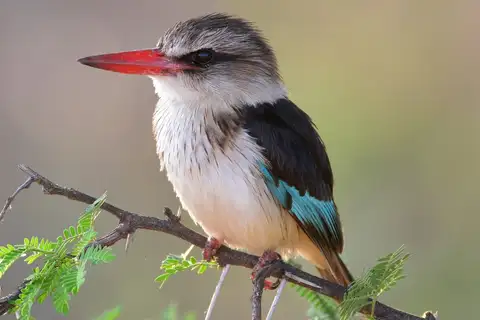 Brown-hooded Kingfisher