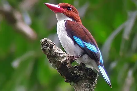 Chocolate-backed Kingfisher