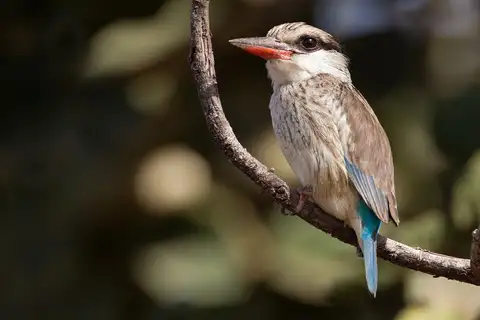 Striped Kingfisher
