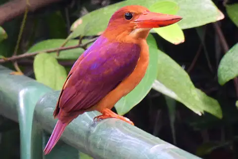Ruddy Kingfisher