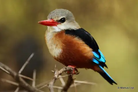 Grey-headed Kingfisher