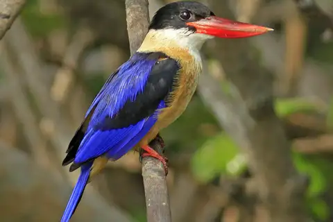 Black-capped Kingfisher