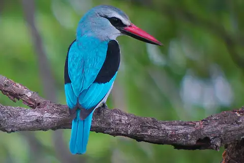 Woodland Kingfisher