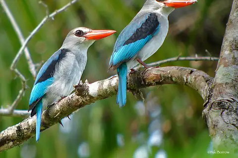 Mangrove Kingfisher