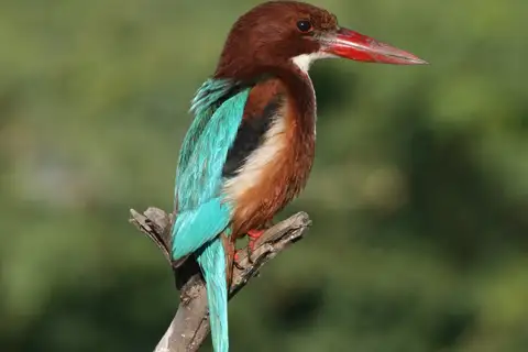 White-throated Kingfisher