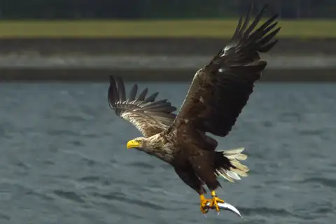 White-tailed Eagle