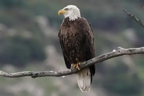 Bald Eagle