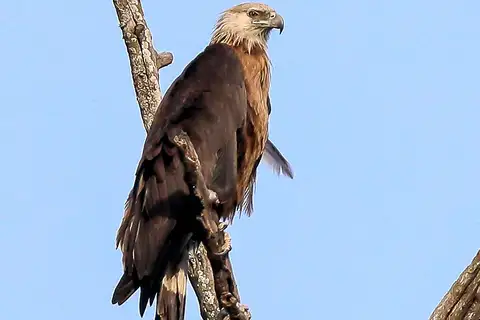 Pallas's Fish Eagle