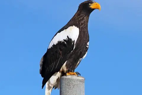 Steller's Sea Eagle