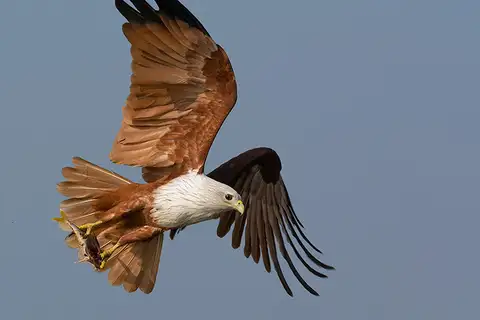 Brahminy Kite