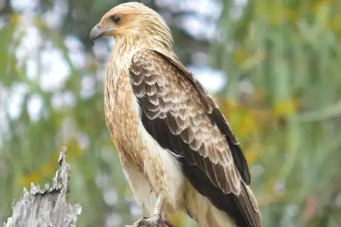 Whistling Kite