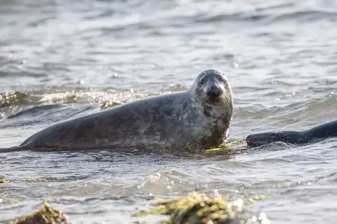 Grey Seal