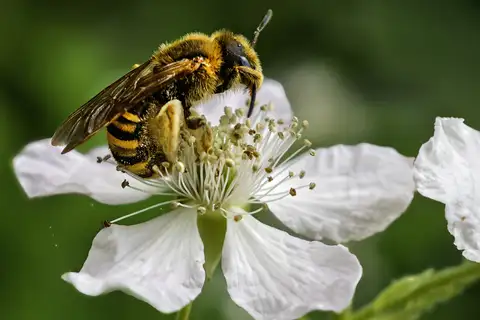 Great Banded Furrow Bee