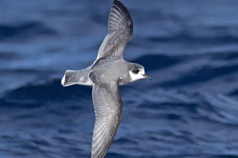 Blue Petrel