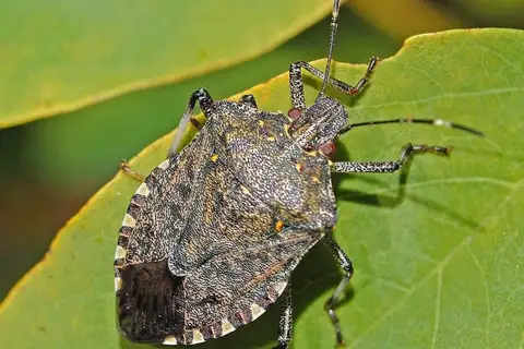 Brown Marmorated Stink Bug