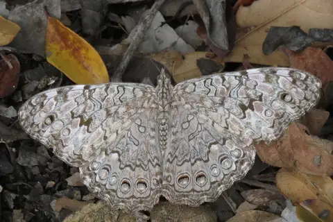 Gray Cracker