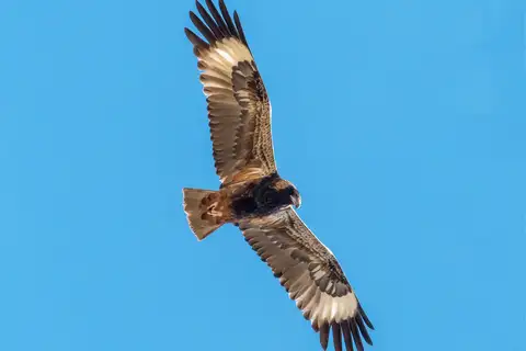 Black-breasted Buzzard