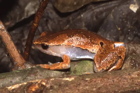 Amazon Sheep Frog