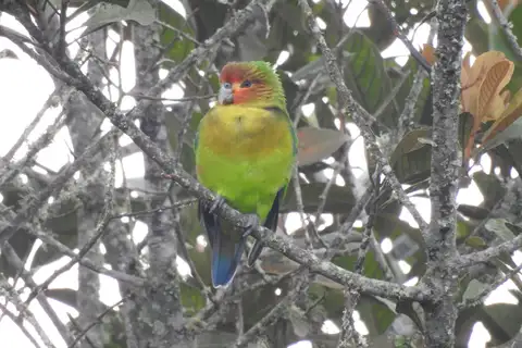 Rusty-faced Parrot