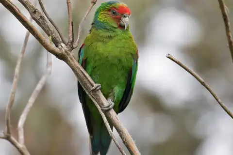 Red-faced Parrot