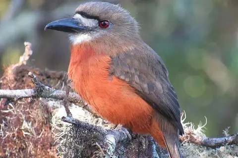 White-faced Nunbird