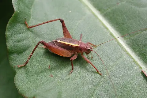 Restless Bush Cricket