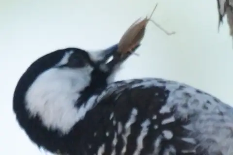 False Jumping Bush Cricket