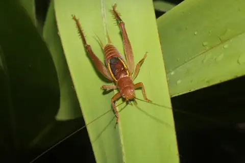 musical bush cricket